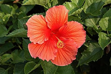 日本一游戏店店主 因出售盗版宝可梦卡牌被逮捕